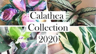 Calathea Collection 2020, Update