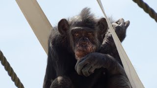 リョウマの母マツコの気ままな暮らし（The carefree life of Ryoma's mother Matsuko）　かみね動物園　チンパンジー　202404