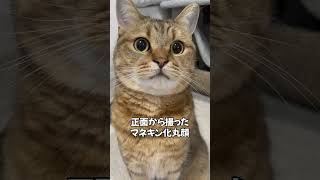 【勝ったら教えて】にらめっこ生涯無敗の猫　#shorts