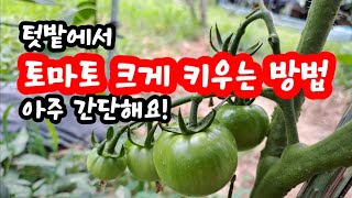 토마토 순치는법 토마토 크게 키우는 재배 방법 쉽게 키우기