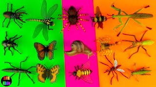 Insects, Bugs, Spiders, Beetles, Butterfly, Dragonfly, Bee, Grasshopper - Toys for Kids