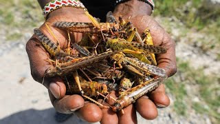 Heuschreckenplage in Afrika