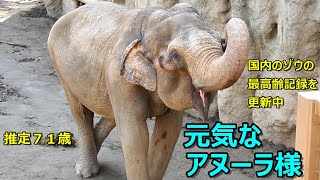 元気なアヌーラ様(推定７１歳)～最高齢記録更新中～　Asian elephant(アジアゾウ)　多摩動物公園