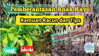 Pemberantasan Anakan Kayu di Perkebunan Kelapa Sawit