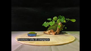 Bonsai Oni - Kusamono / erba di compagnia