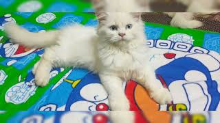 Persian Cat for sale in madurai | All varieties are available | At very lowest cost