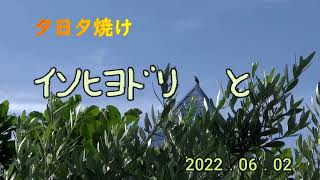 夕日夕焼け　イソヒヨドリと　2022．06．02