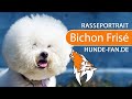 ► Bichon Frisé [2021] Rasse, Aussehen & Charakter