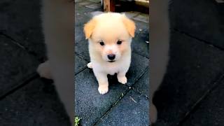 cute adorable puppy dog #puppy #puppydog #dog #dogvideos #cutedog #doglover #dogs