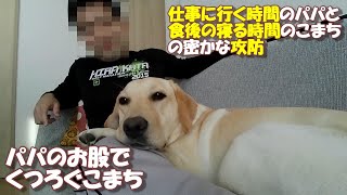 人の股が大好きなラブラドールレトリバー【こまちの日常動画】