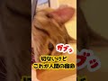 猫から汚いもの扱いされる人間。 猫のいる暮らし 保護猫 猫動画 shorts