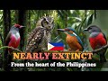 Hidden in the Philippines: Sibuyan Island’s Endangered Wildlife. #Historyaklasikal