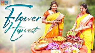 Flower  Harvest/ నా పూల తోటని చూడండి/బుట్టల నిండా పువ్వులు  / Mad Gardener