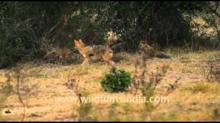 Jackal in Bharatpur National Park