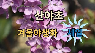 2월9일,산야초(의정부),겨울야생화,010-8252-5947,의정부시 송산로1170