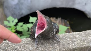 Masked Bird Brother｜The most mysterious cuckoo bird, it is not easy to see its mouth.