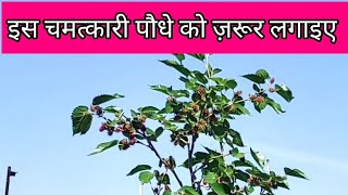 how to grow mulberry plant in container on terrace