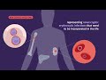 plasmodium vivax life cycle