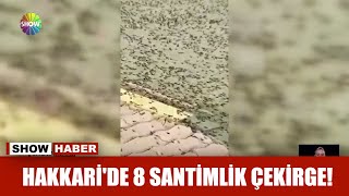 Hakkari'de 8 santimlik çekirge!