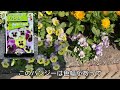 春の庭の花紹介【種まきでつくる庭】｜春の花｜パンジー｜よく咲くスミレ｜アイスランドポピー｜キンギョソウ｜キンセンカ｜デージー｜ストック｜ムラサキハナナ｜アリッサム｜花壇｜ガーデニング｜園芸｜