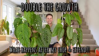 Chopping my large Monstera - what happens to the base plant? (includes update)