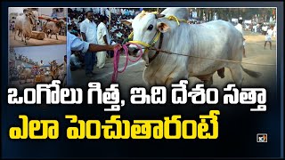 ఒంగోలు గిత్త, ఇది దేశం సత్తా, ఎలా పెంచుతారంటే | Why Ongole Bulls Rearing is Expensive? | 10TV News