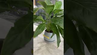 ប្រទាល​ ផ្កាស្តេចនាគស​ #plants