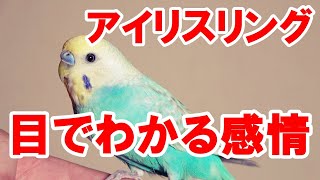 【セキセイインコ】点目は怖い?インコの目は七変化 !! インコの目は彼らの気持ちを知るバロメーターです!!