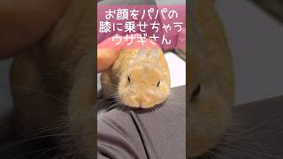 お顔をパパの膝に乗せちゃうウサギさん #shorts #うさぎのうい #bunny