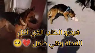 شاب جزائري يطلق كلبه على قطة حامل 💔🥺 ( اصيل نايلي )