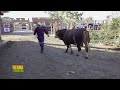 Tierra Fértil Tv - Rancho Arroyo Zarco ganado Simmental de registro  ( 06.01.24)