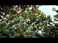 terminalia bellirica தான்றிக்காயின் மருத்துவம் thaanri tree