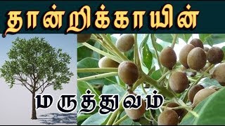 terminalia bellirica /தான்றிக்காயின் மருத்துவம்  /thaanri tree