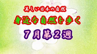 【美しい日本の自然】身近な自然を歩く・７月第２週