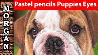 Pastel Pencil Dogs Eyes - Pet Portrait