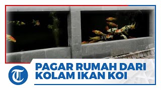 Viral Video Pagar Rumah dari Kolam Ikan Koi, Pemilik Sebut Ada 70-80 Ekor \u0026 Telan Biaya Puluhan Juta