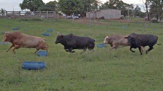 🔵 (BOIADA DANDO TRABALHO) - Bastidores Festa do Peão de PRACINHA 2022