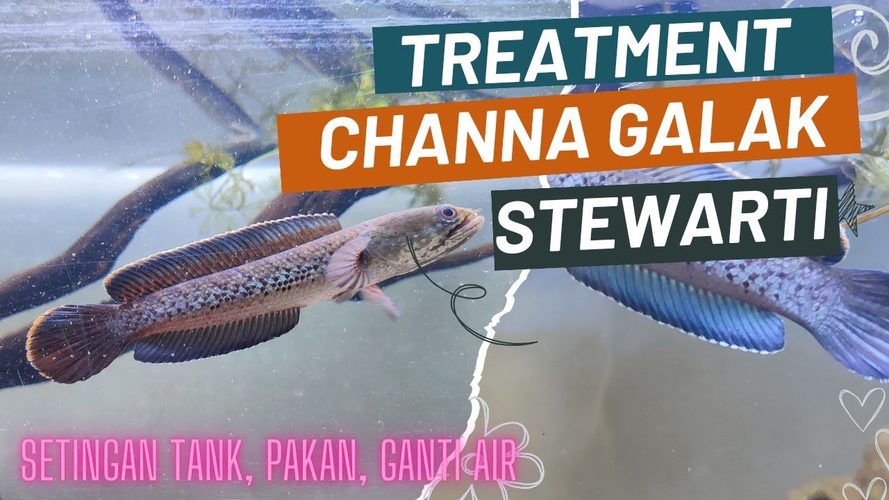 Cara Perawatan Ikan Channa Stewarti Galak Dan Glowing - YouTube