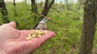 Hand-feeding Birds in Slow Mo - White-breasted Nuthatch, Black-capped Chickadee