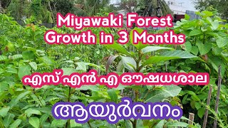 @GeorgeTheIndianFarmer miyawaki forest growth in 3 months. എസ് എൻ എ ഔഷധ ശാല ആയുർവനം.