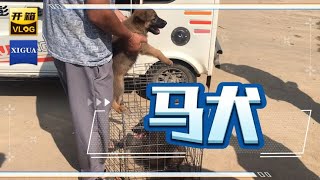 这种马犬你见过嘛，带你了解一下不一样的马犬，看看什么价位