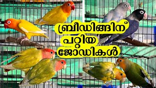 17-12-22 | ബ്ലാക്ക് ചീക്ക് ലവ് ബേർഡ്‌സ് | African Lovebirtds | Mask pieds