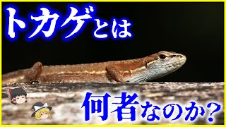 【ゆっくり解説】すべてのトカゲの祖先メガキレラとは…？「トカゲ」とは何者なのか？を解説/地球上で最も栄えている爬虫類の不思議な生態