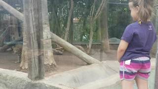 Jungle Park Tenerife Leopard Must see 5 year old girl almost eaten in Zoo