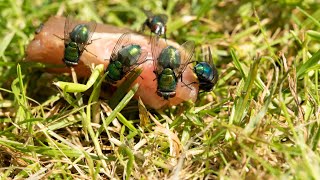 Forensic Entomology - The Science of Insects in Crime Scene Investigation (3 Minutes)