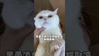 小猫咪用了免洗手套搓澡 干净又香香哒 #萌宠好物 #宠物免洗手套