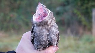 LELEK LESNÍ (Caprimulgus europaeus) - PTÁCI ZBLÍZKA