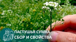 ☘ Лекарственные растения: пастушья сумка