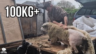 SHEARING HEAVYWEIGHT HOGGETS!