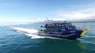 Whale Watch Kaikoura - Marine Experience 60 secs